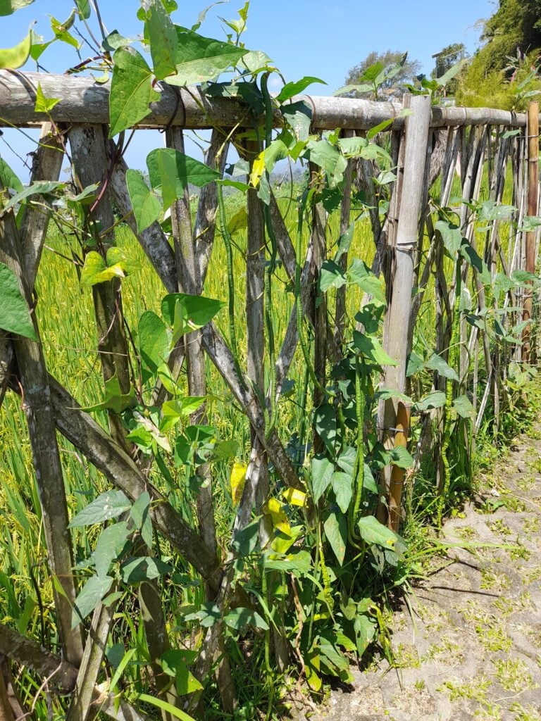 Snake bean growing on a bamboo fence on the homestead