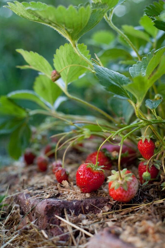 Strawberry fruit in the soft fruit kitchen garden - naturalistic style of food forest and permaculture design.