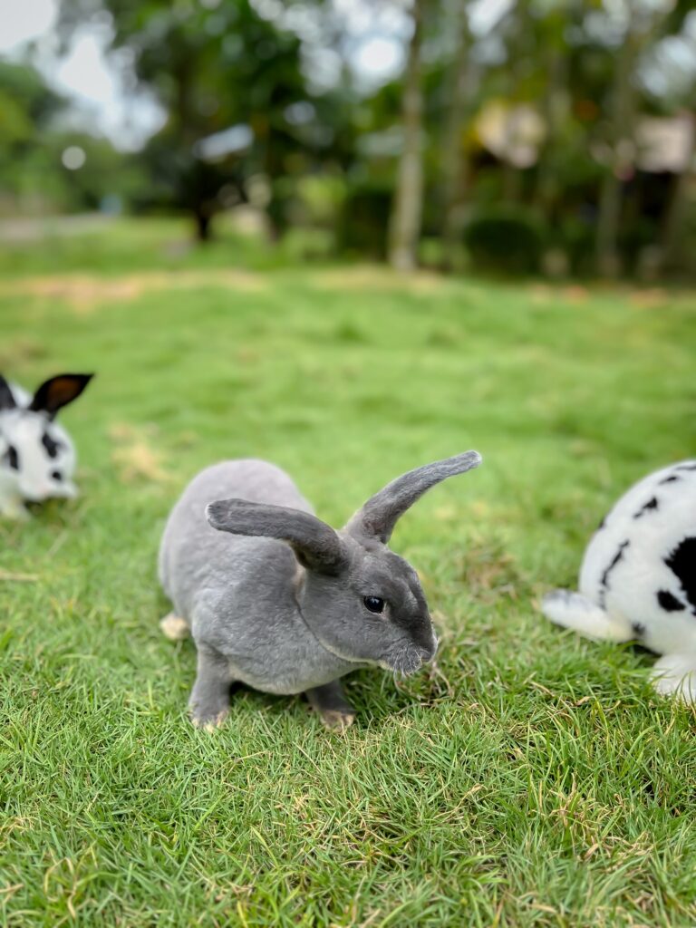The Rex rabbit is a type of rabbit from France that has been known since 1919. The Rex rabbit itself has many types of surprising facts that people rarely know.
