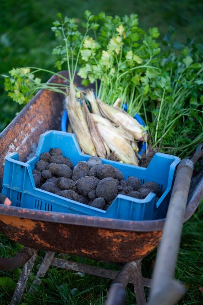 Violet potato vitolette, green celery leaves and sweetcorn - the harvest of homegrown garden vegetables.