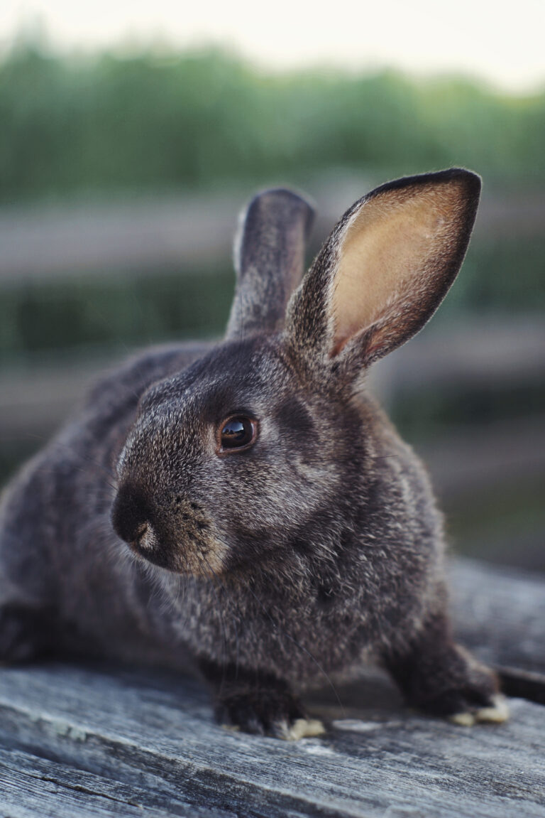 Raising Meat Rabbits for Beginners: What to Know Before You Start