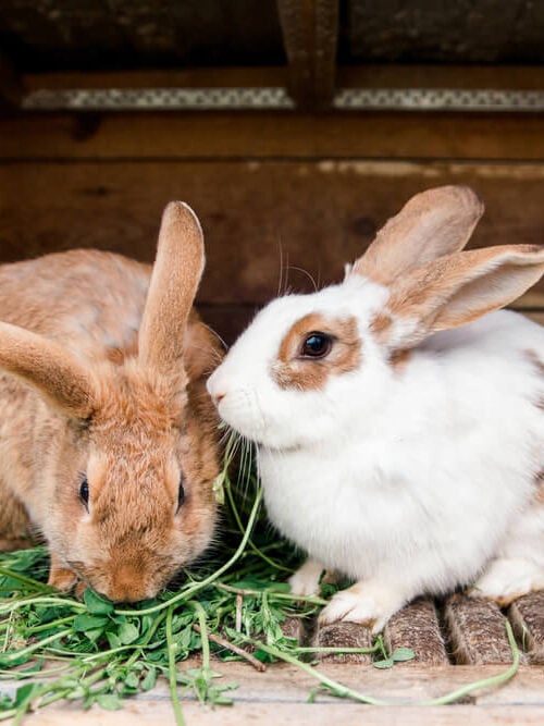Adorable farm rabbits enjoying their afternoon lunch.
