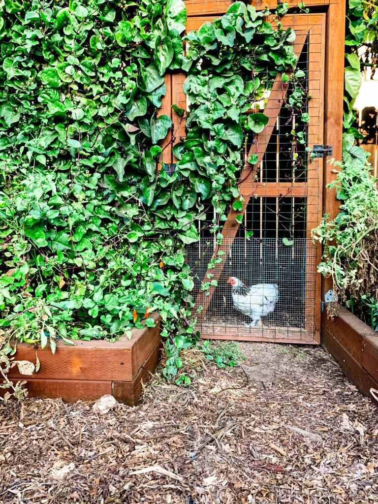 backyard chicken in a chicken coop