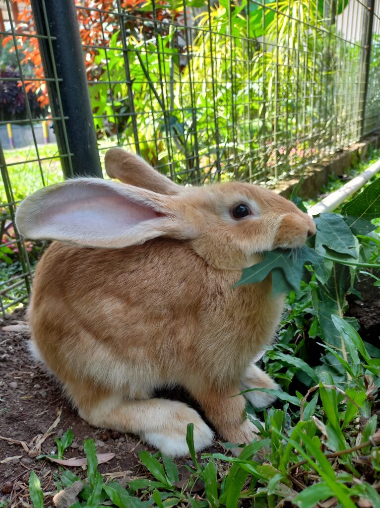 close up of amber rex rabbit eating leaves