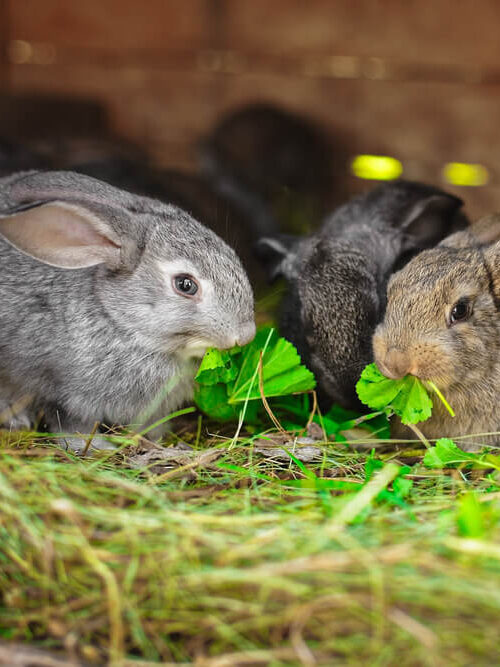 Cute and adorably fluffy bunny rabbits eating green forage.