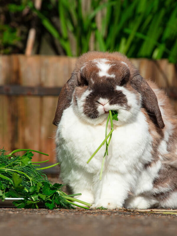 Lovely French Lop bunny enjoying an organic lunch.