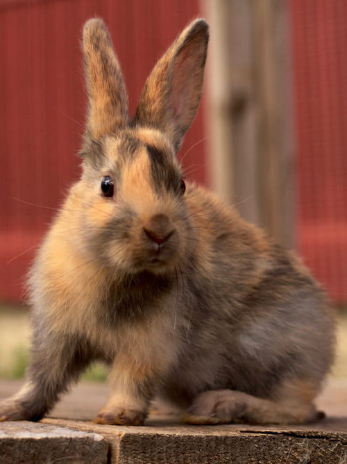 This Harlequin rabbit relaxing outside their barn has a fancy and colorful color scheme.