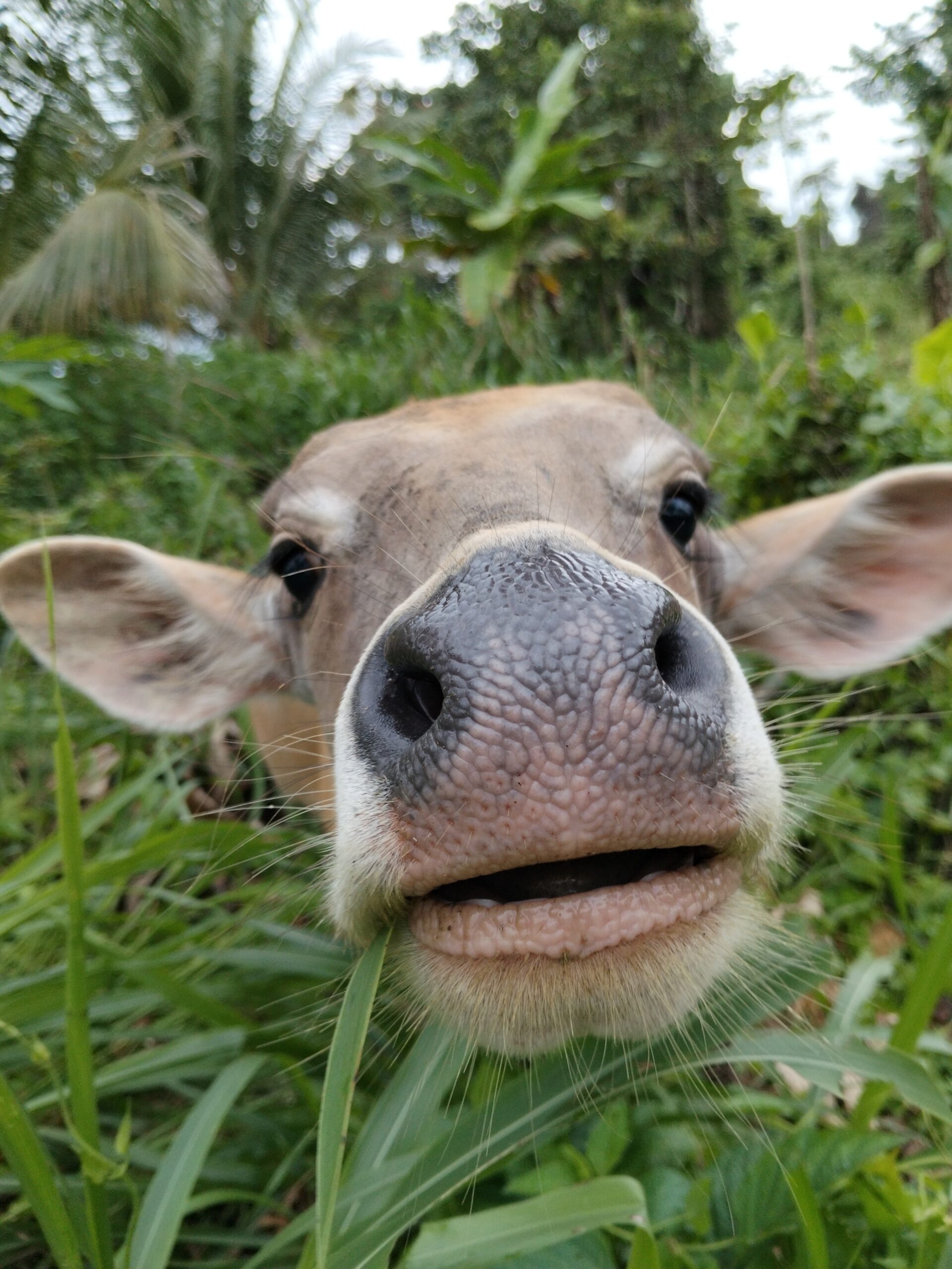 "Funny close up of a cow's wet nose and face approaching the camera in a green pasture."