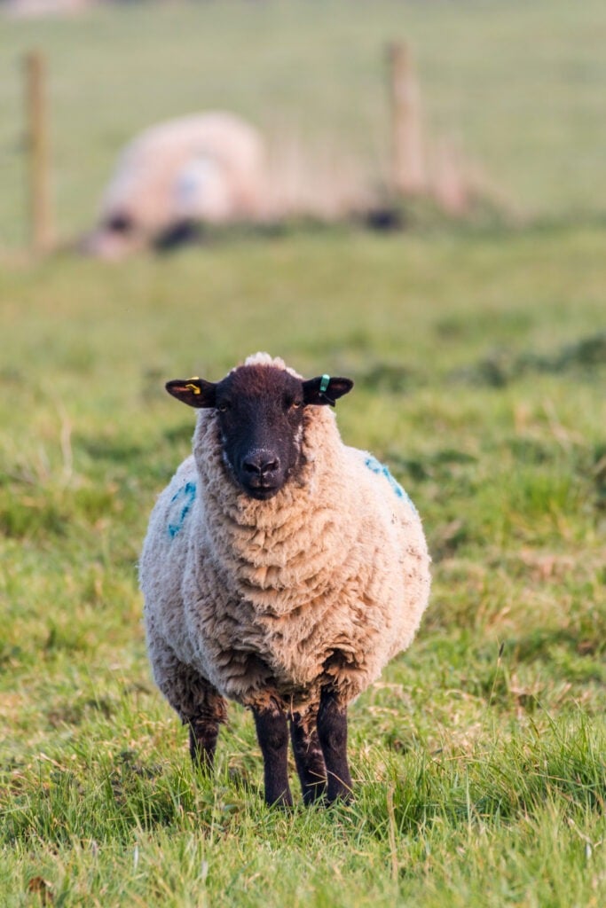 A female sheep with a black face looking directly into the camera. On a farm in rural Suffolk