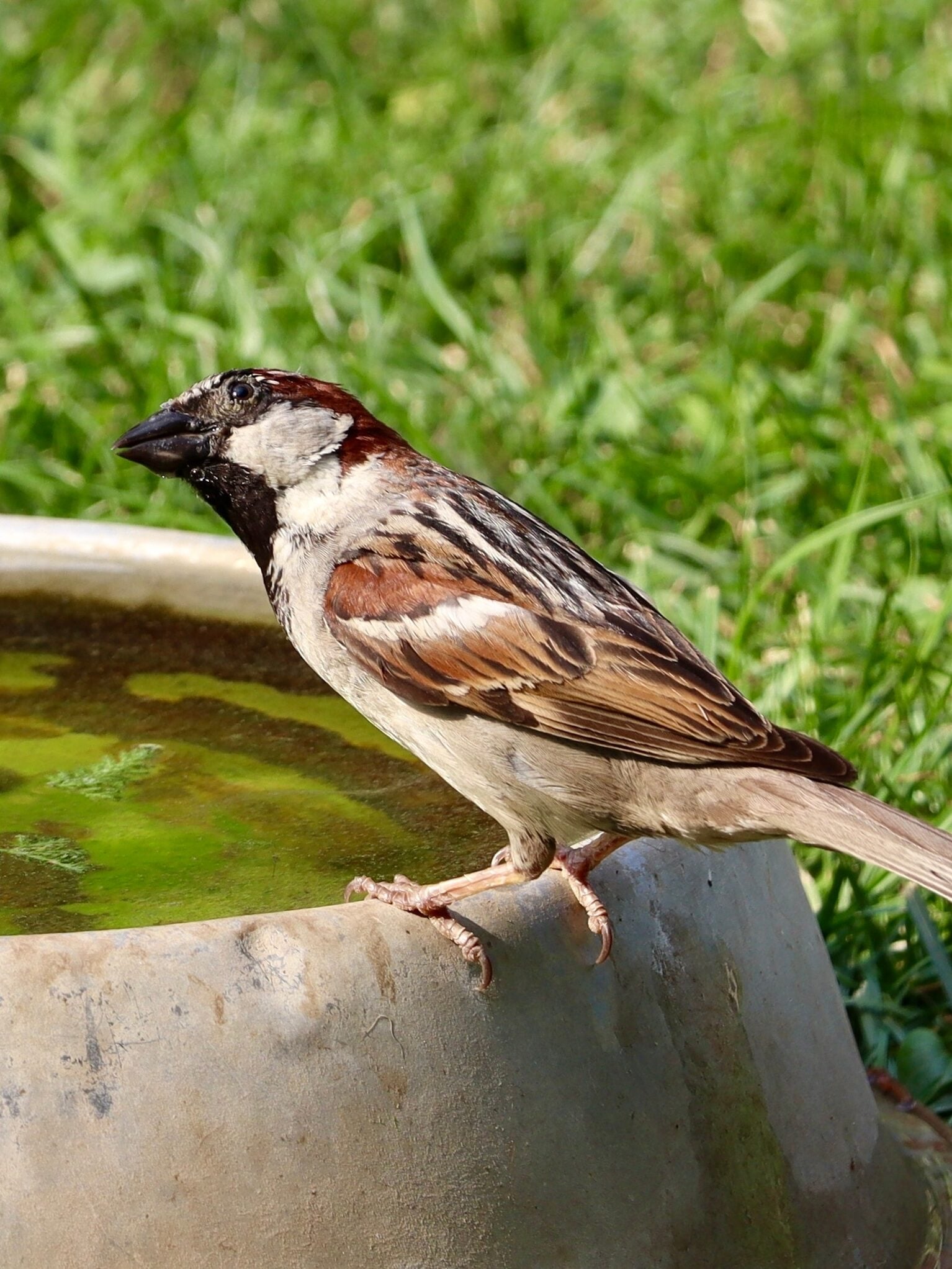 A swallow bird drinks on a warm summer day. From a drinking trough for chickens
