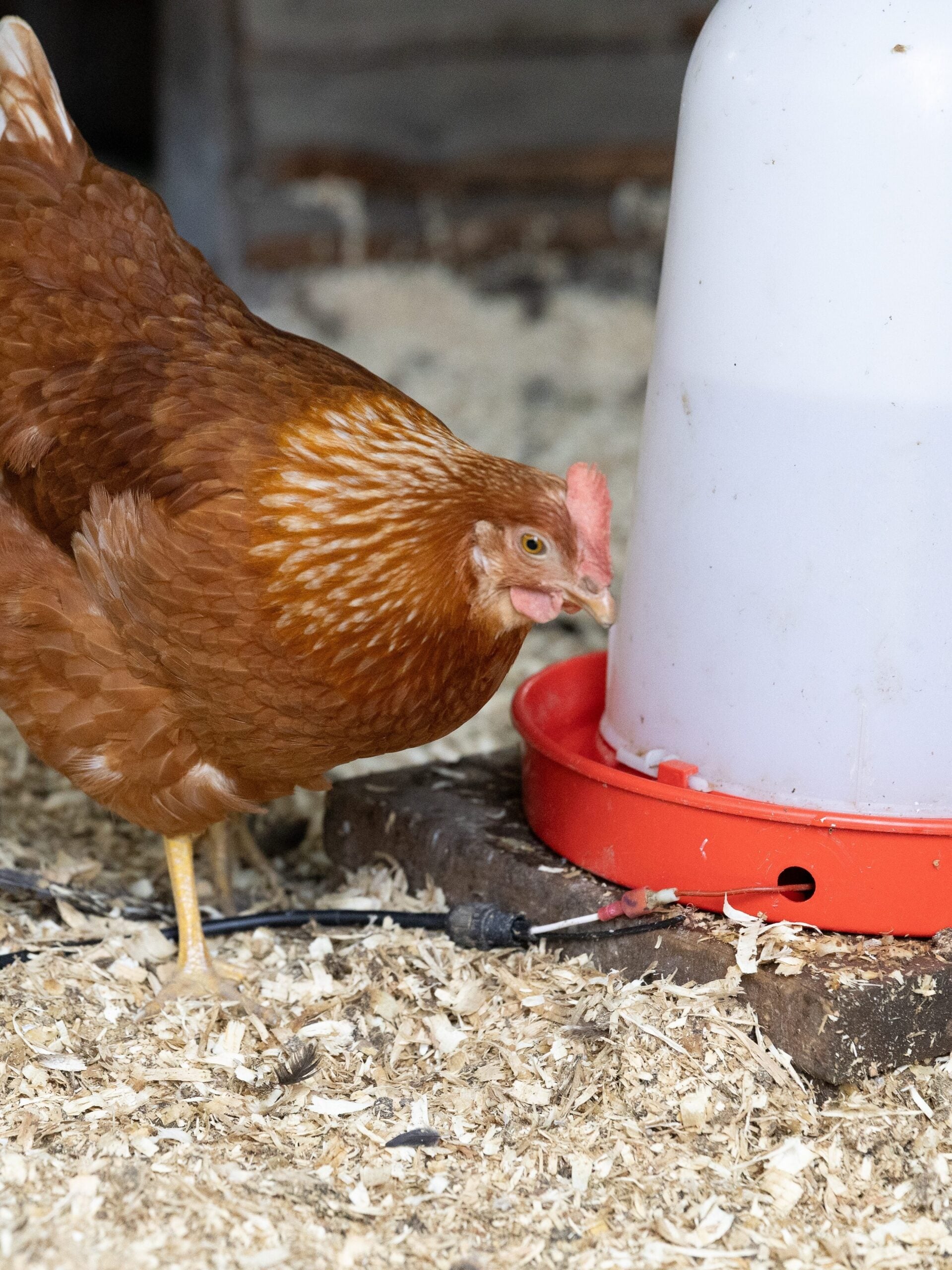 Brown Hen Drinking Water from Poultry Waterer