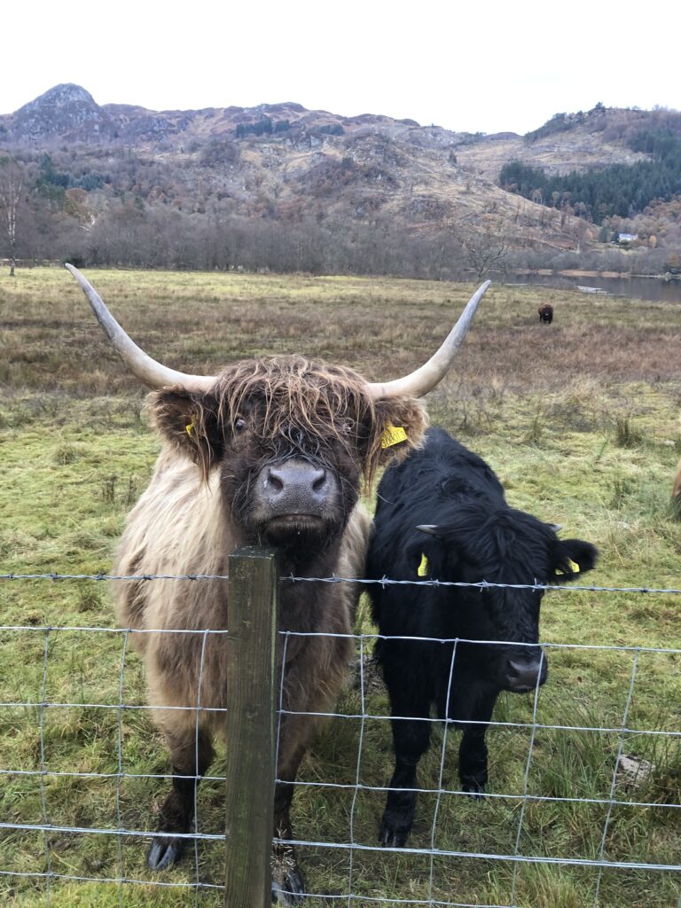 Brown and black Highland cows