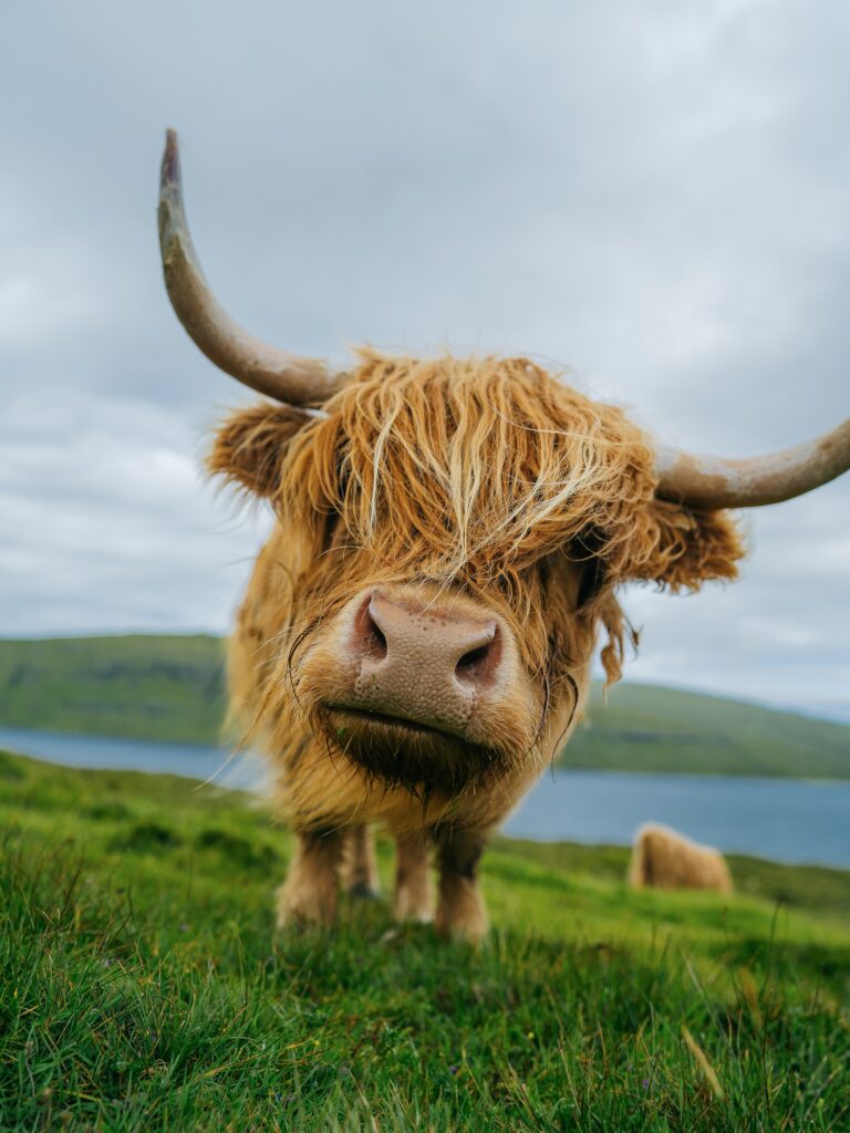 Close up of a highland cow on the Scottish moor. A long haired type of domesticated cattle.