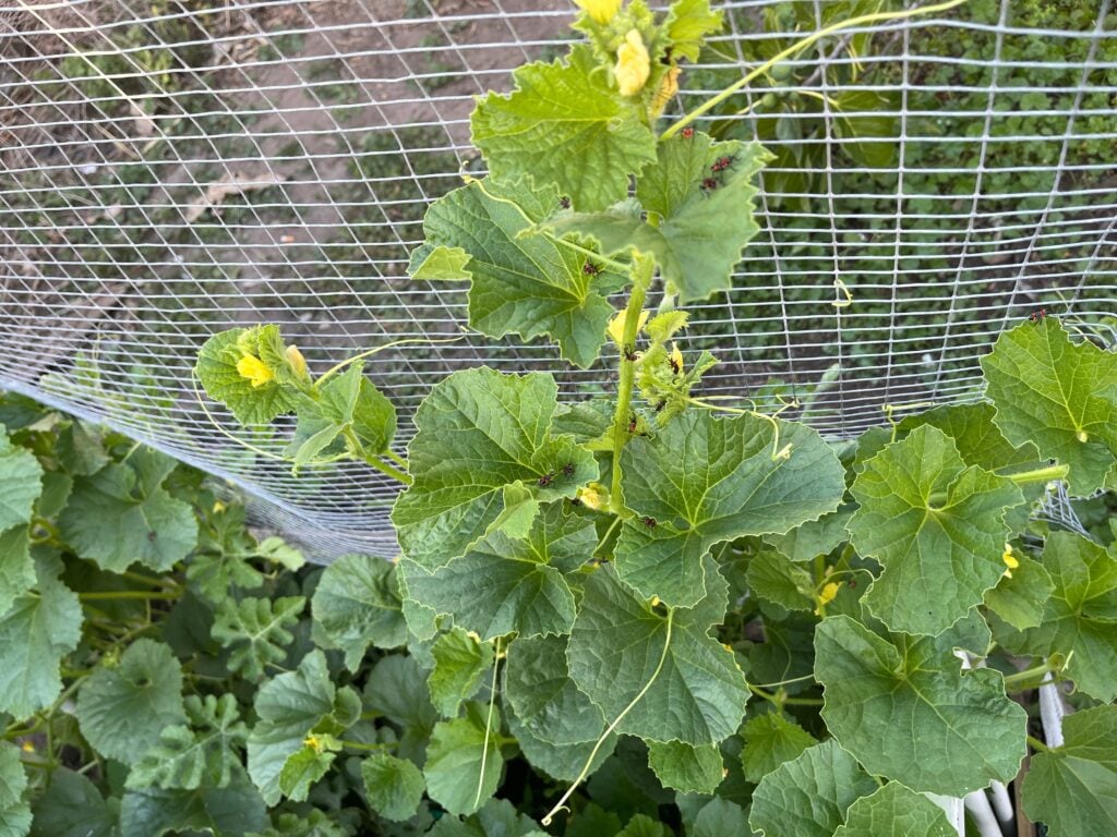 Cucumber plant climbing a wire trellis, showcasing healthy green leaves and yellow blossoms. Highlights vertical gardening and natural growth, perfect for agricultural, gardening, or sustainability.