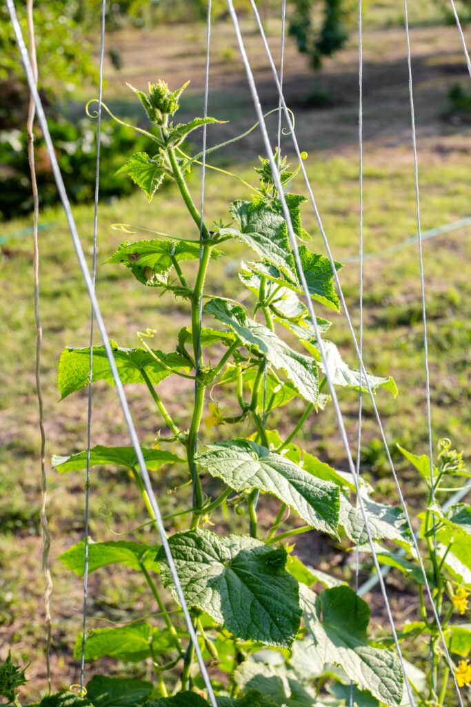 Cucumber plant growing vertically on a trellis in a vegetable garden. Growing vegetables vertically