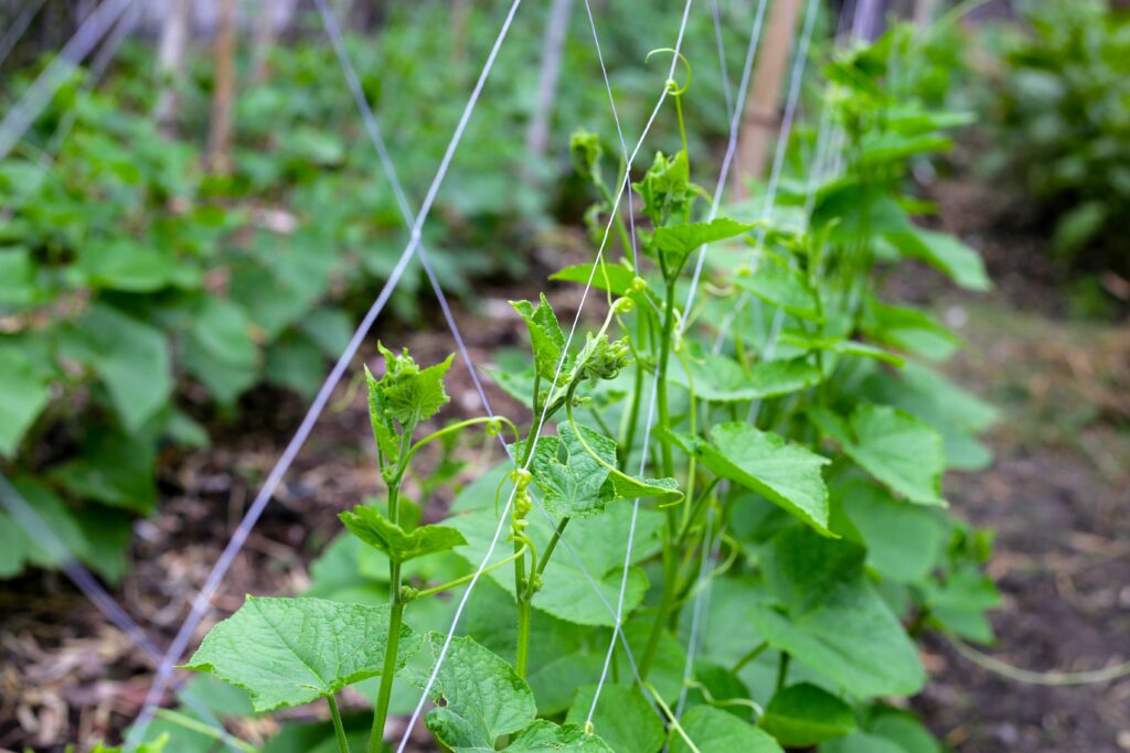 Cucumber plants growing on a trellis