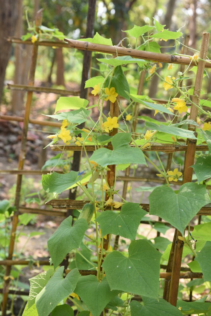Cucumis sativus: cucumbers grow on a vertical trellis in hot climates