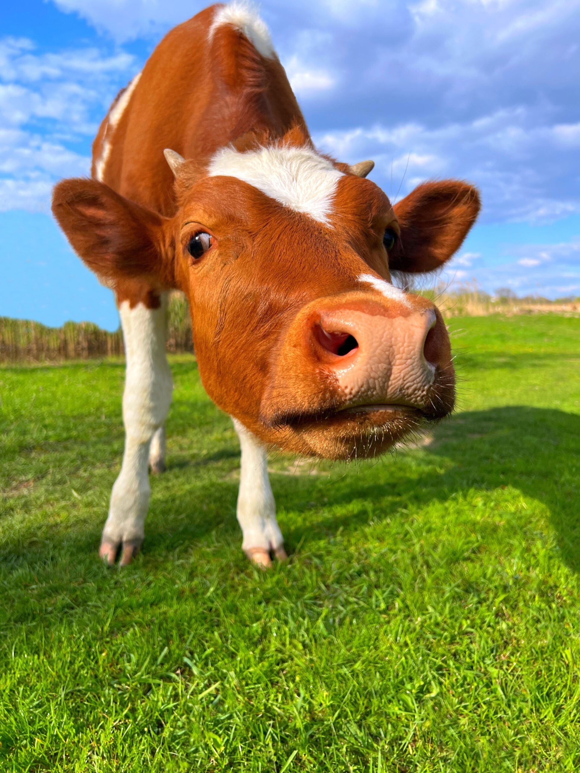 Funny cow in the green grass meadow. Cute brown calf looking at camera.