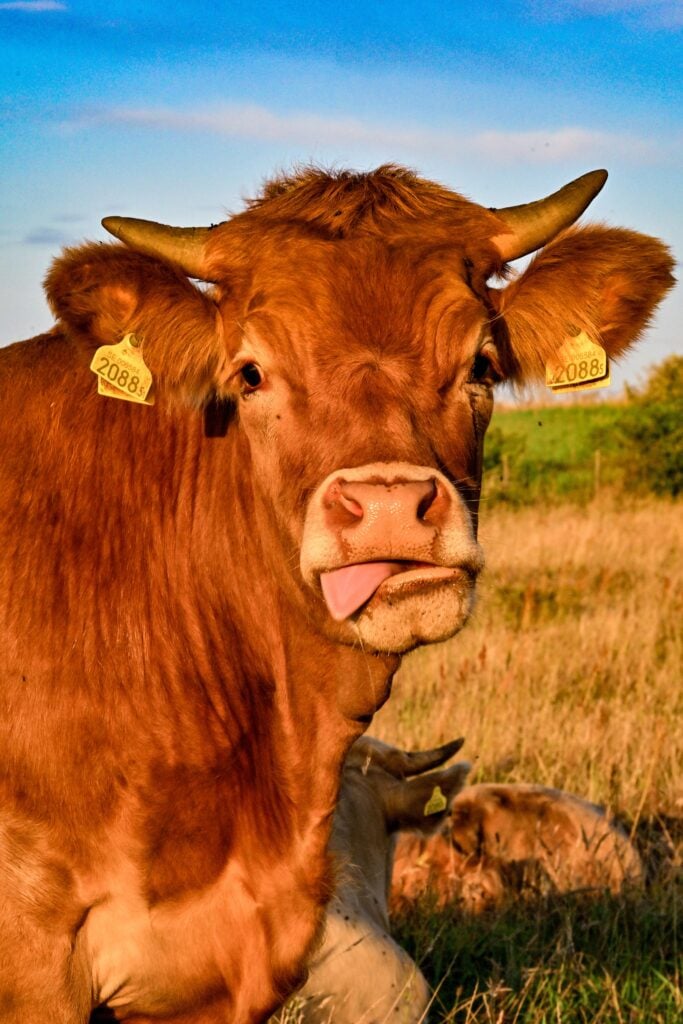 Funny cow in the pasture in summer, licking her mouth and nose