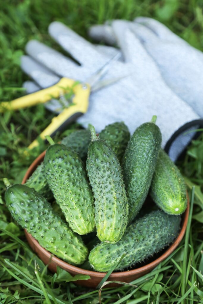 Green organic cucumber harvest in garden. Harvesting heap of fresh cucumbers vegetables on green grass close up