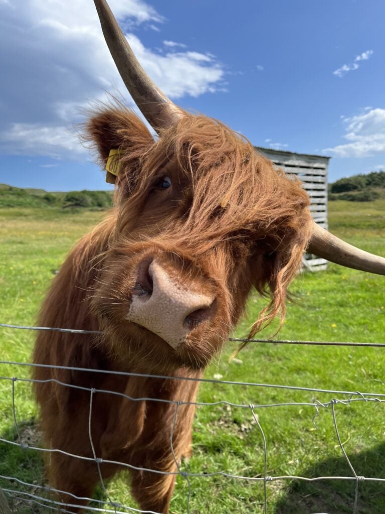 Highland Cow in Gairloch, Scotland
