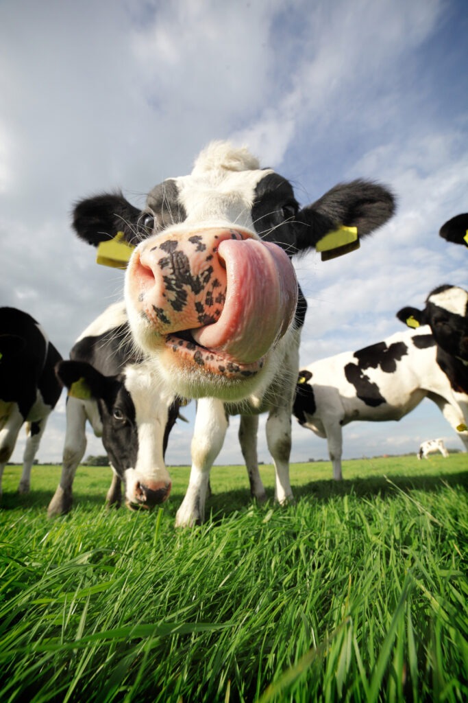 Holstein cow, sticking its tongue in its nose