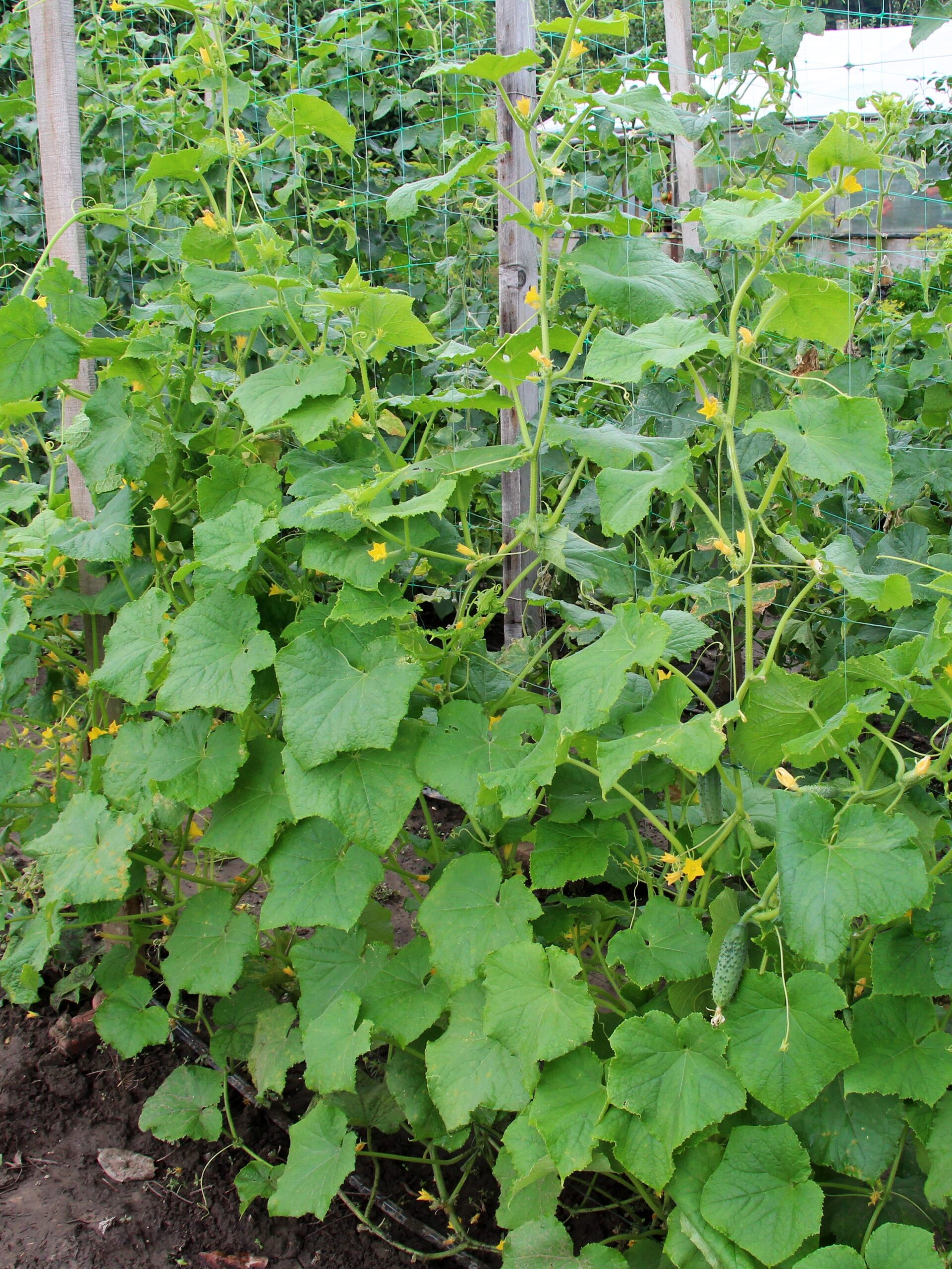 In the garden, trellis is used for growing cucumbers