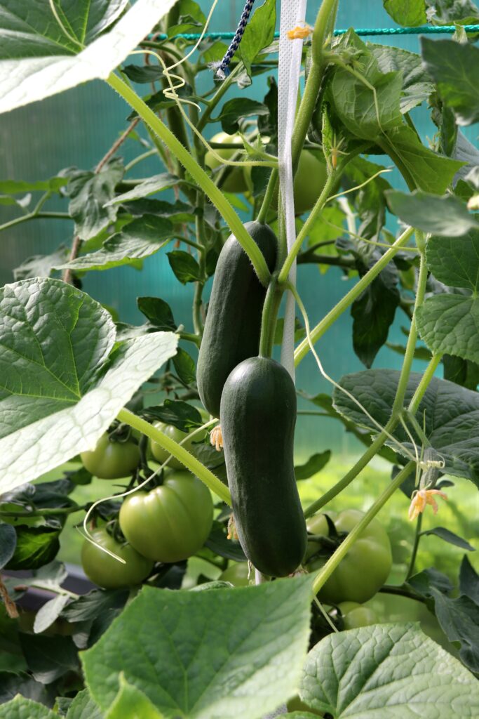 Large smooth ripe cucumbers on a bush against the background of green tomatoes in leaves in a greenhouse