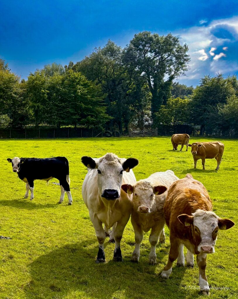 On a summers day some very interested and camera friendly cows
