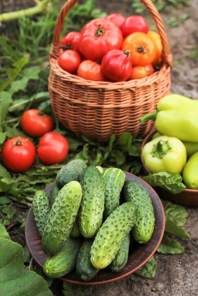 Organic summer vegetables harvest in garden. Pepper, cucumber, freshly harvested tomato on garden bed close up