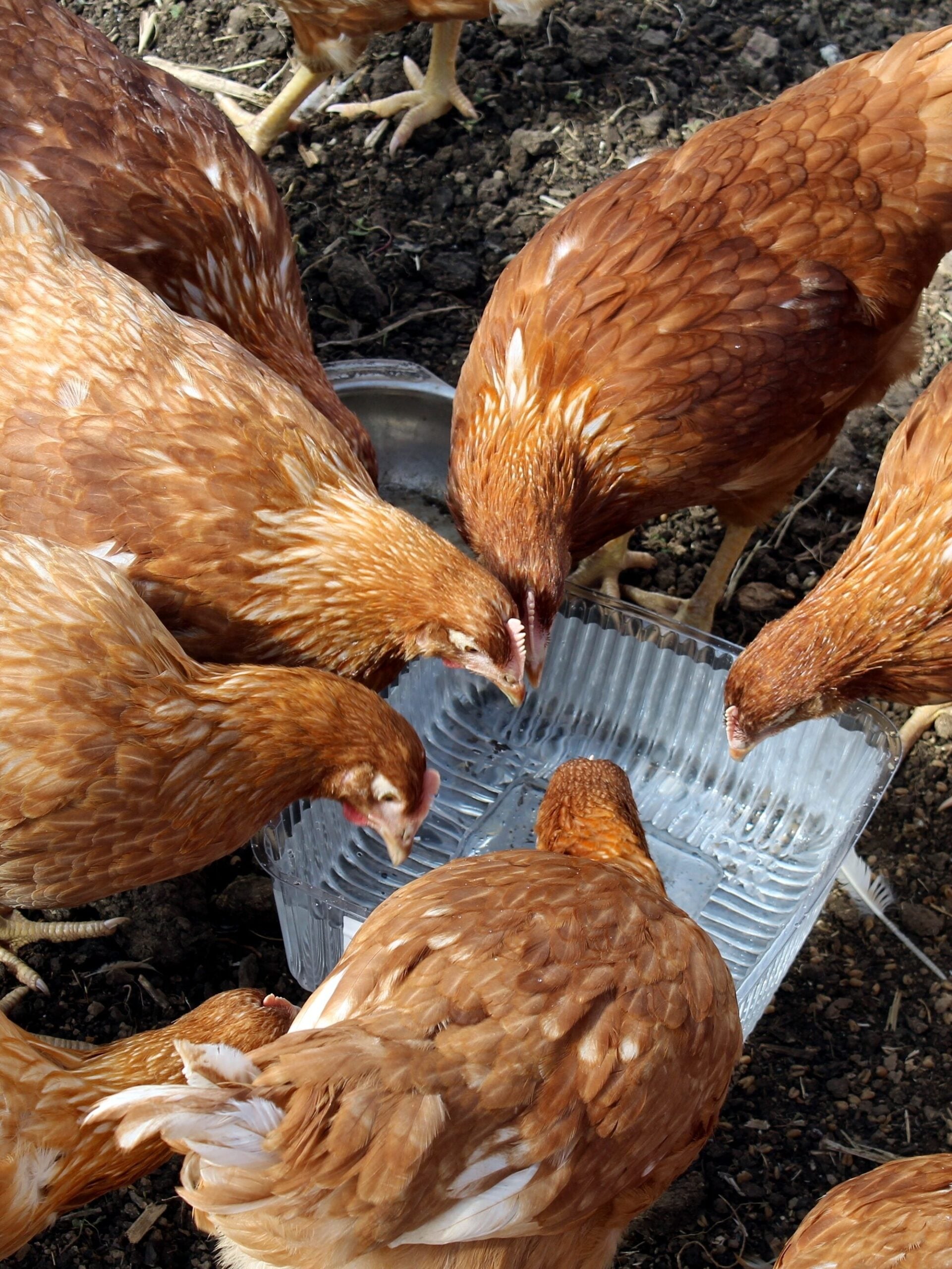 Red chickens drink water. Many birds surrounded the container with water.
