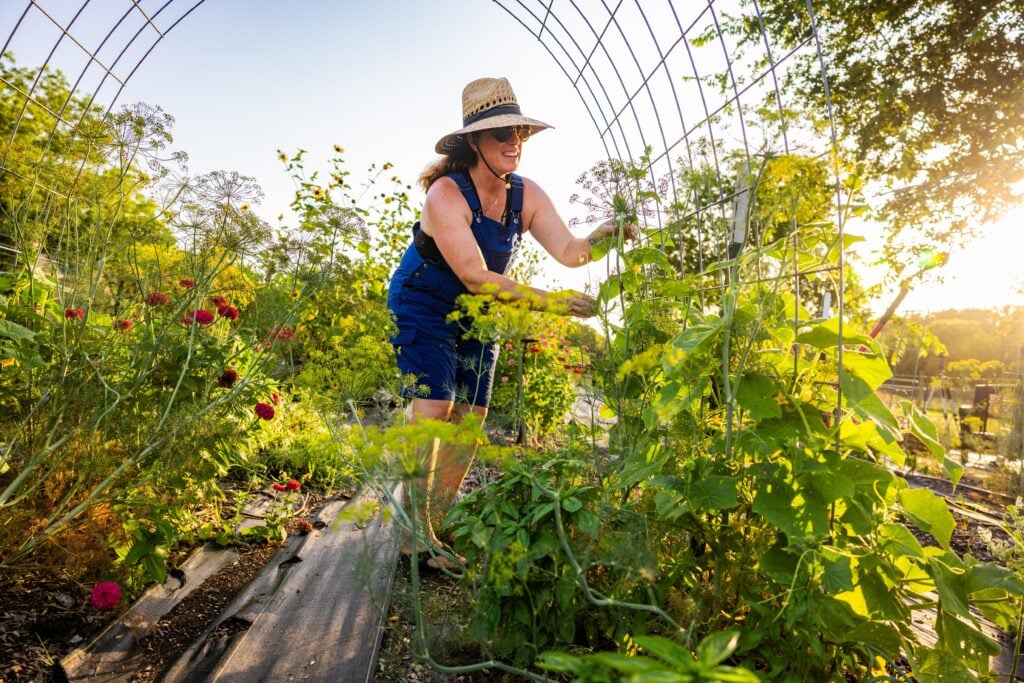 Texas Farmer observing cucumber trellis in backyard garden at sunset
