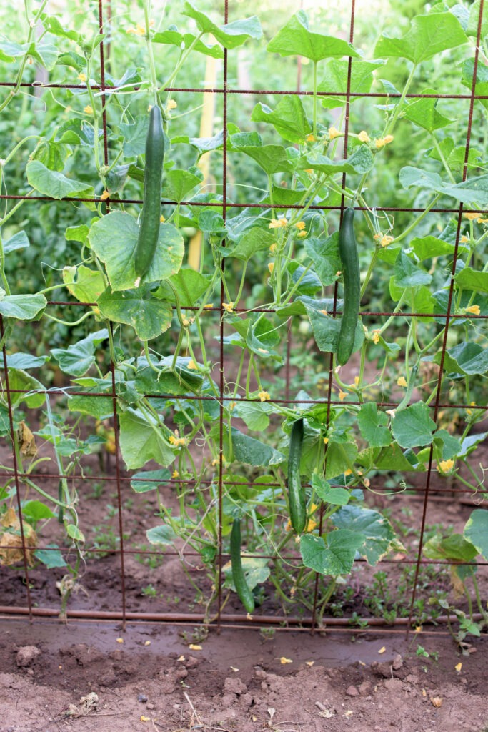 The growth and blooming cucumbers. the Bush cucumbers on the trellis. Cucumbers vertical planting. Growing organic food. Cucumbers harvest