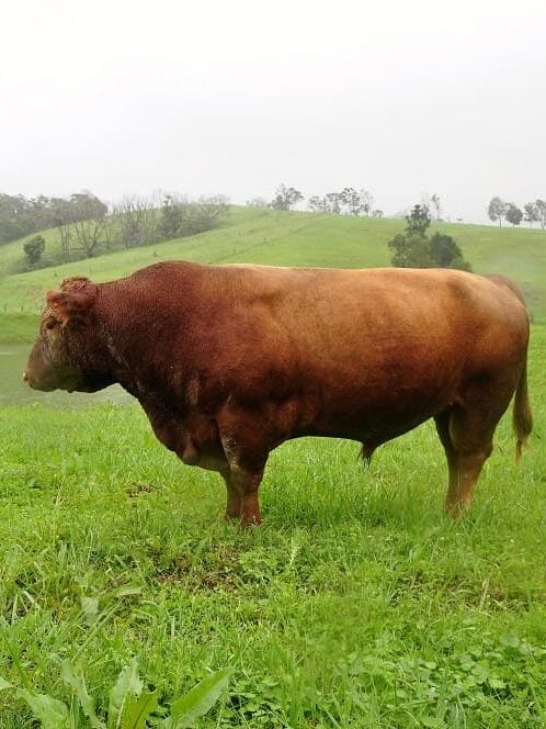 vitulus ferrari cloudbreak lowline cattle