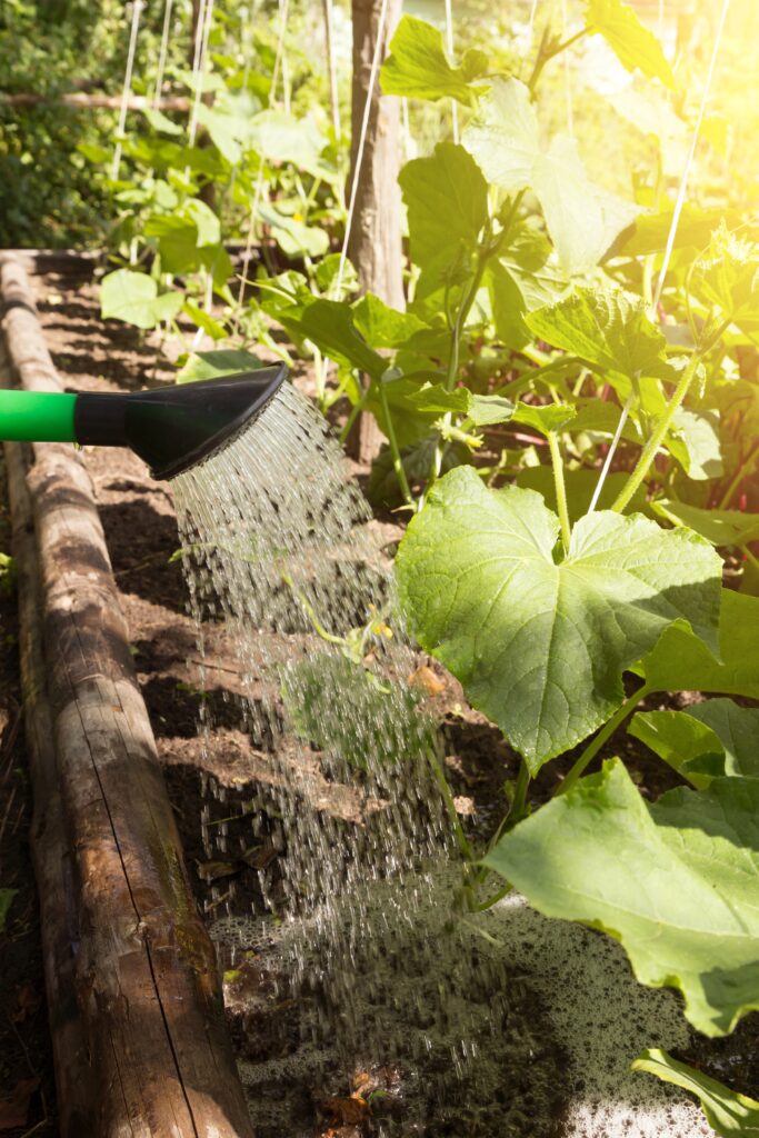 Watering from watering can with water vegetables, cucumber green plants on garden bed in garden in sunlight close up