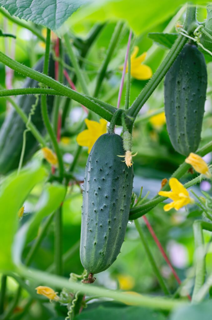 Young cucumbers ripen in garden greenhouse. Cucumbers vertical planting. Growing organic food. Close up.