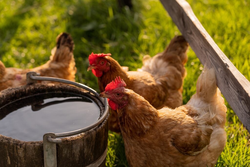 Young hen drinking water from wooden pot on ground, birds posing in fresh grass at free range yard, red comb on head, summertime.