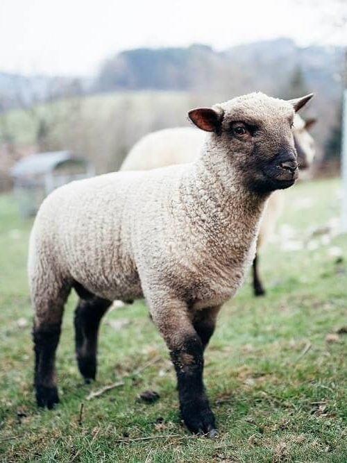 adorable clun forest sheep with black face