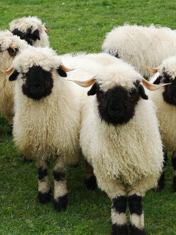 amazing walliser schwarznase sheep in field