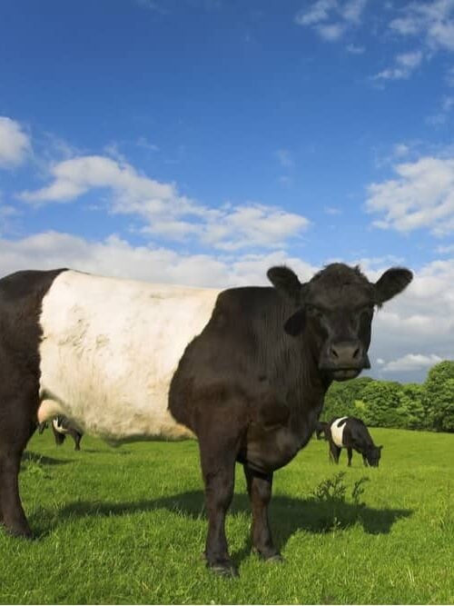 belted galloway cow