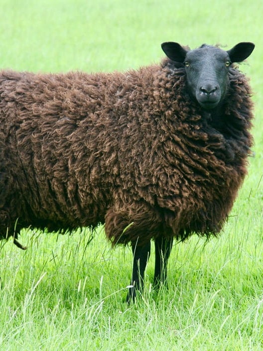 black faced black welsh sheep in meadow