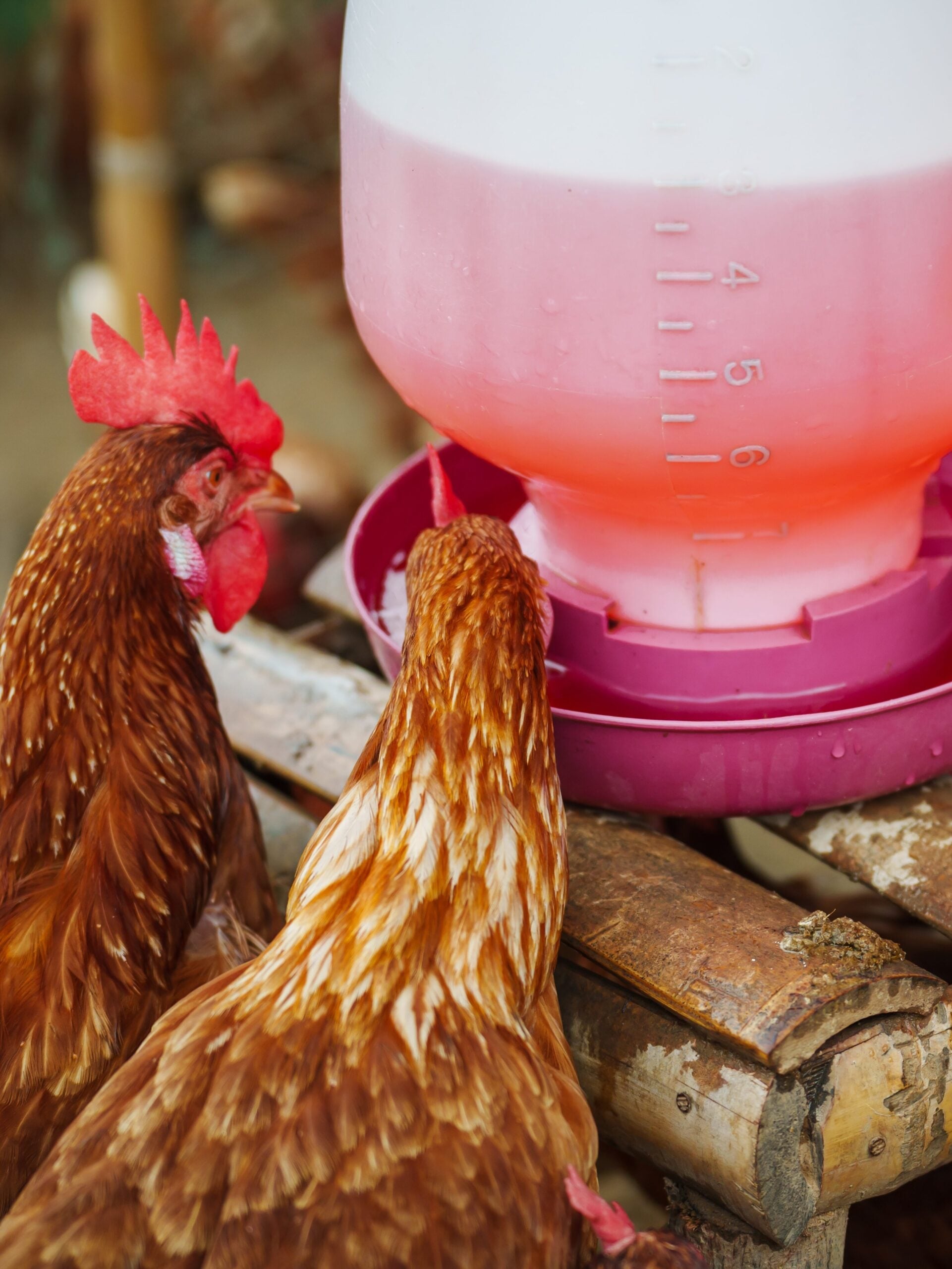 brown chicken drinking water from a feeder bucket on a rural farm