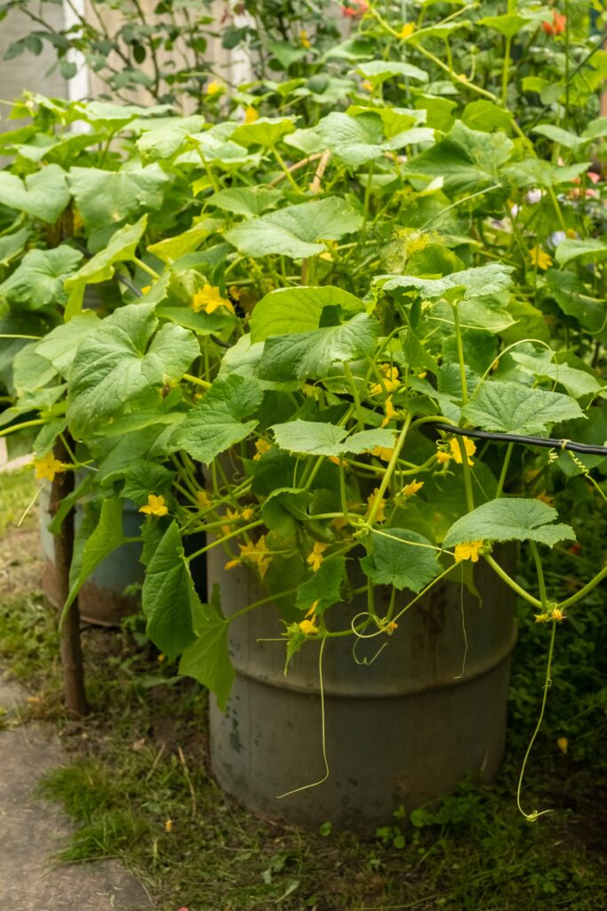  bush of cucumbers grows in a metal bucket. growing vegetables in containers.