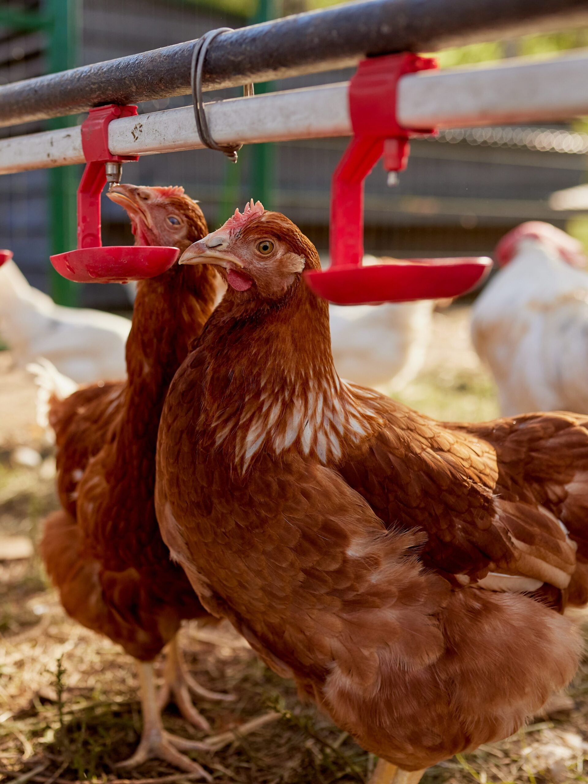 chicken drinking water from a drinker at chicken eco farm, free range chicken farm