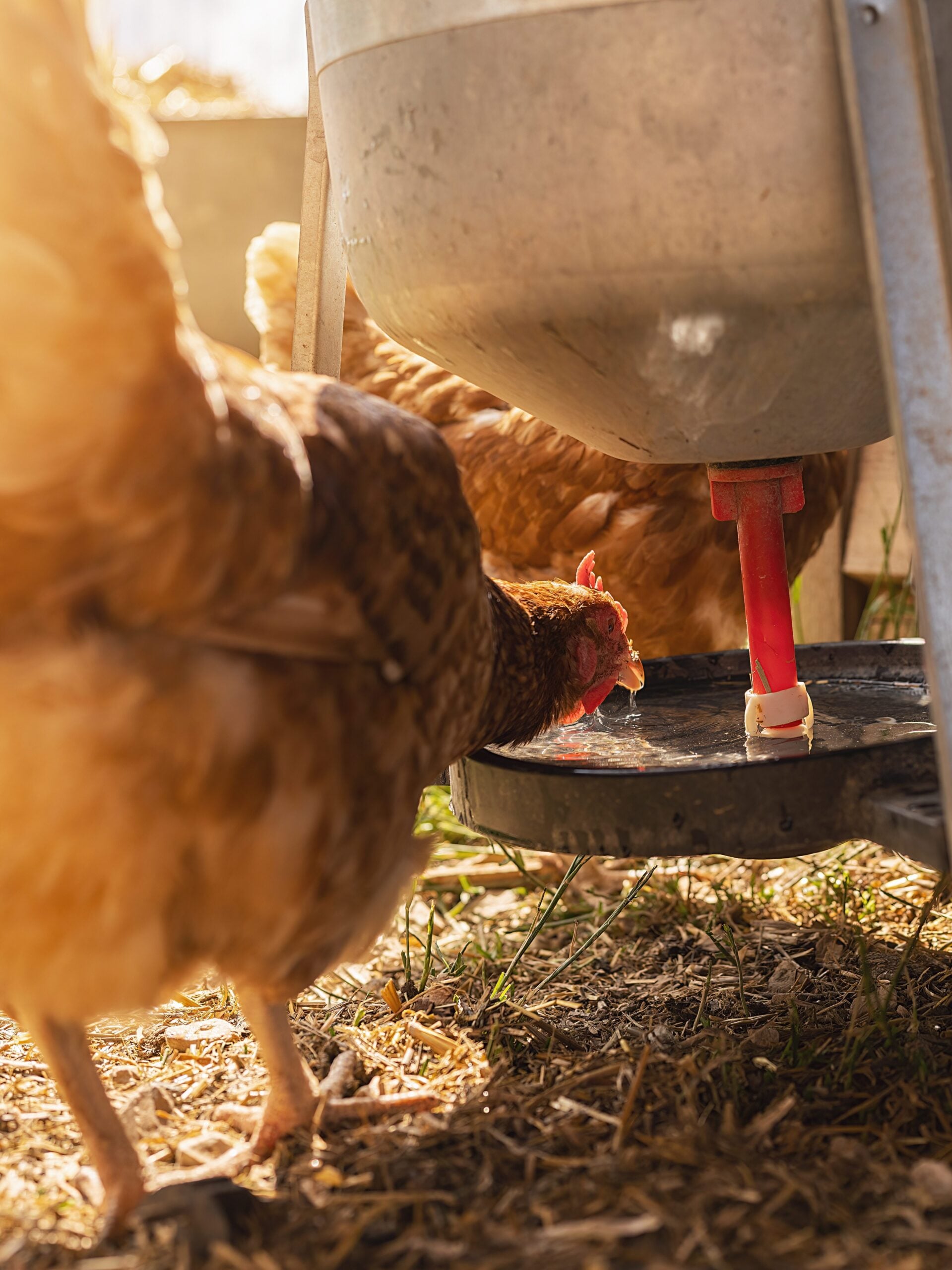 chickens drinking on a water dispenser at a farm. Hens in a free range farm. Chickens walking in the farm yard.