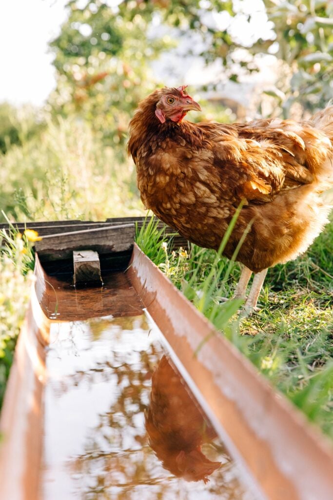 chickens drinking water on the run