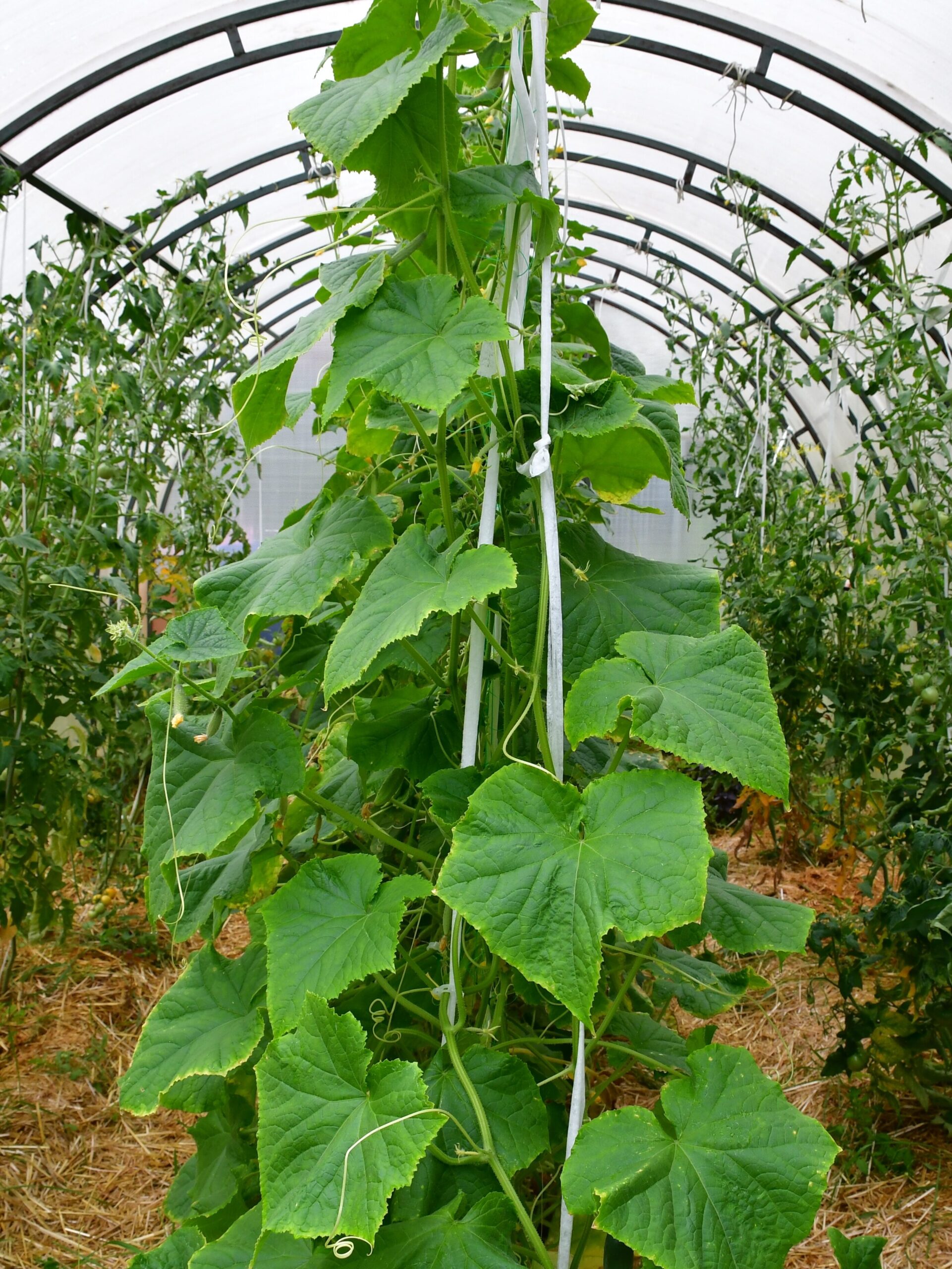cucumber and tomato plants in the same greenhouse in neighboring beds. Country amateur vegetable growing