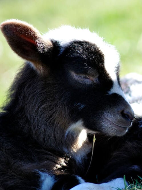 katahdin and barbados blackbelly lamb mix