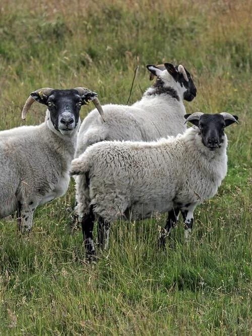 mighty scottish blackface highlander sheep