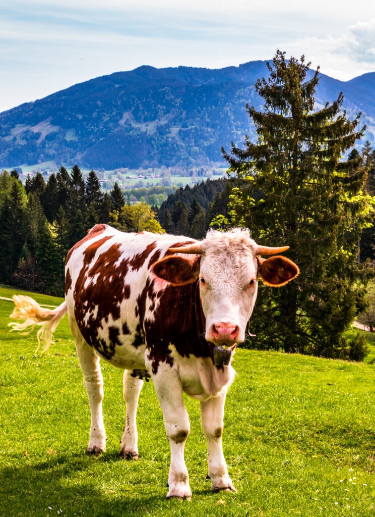 nice cow at a farm - bavaria